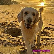 Budgie participe au concours pour gagner de l'argent avec cette photo : animal, beach, clouds, dog, footprints, golden_retriever, happy, hole, nature, outdoor, pet, sand, sky, sun, sunset, tail, tongue_out, walking, water, waves