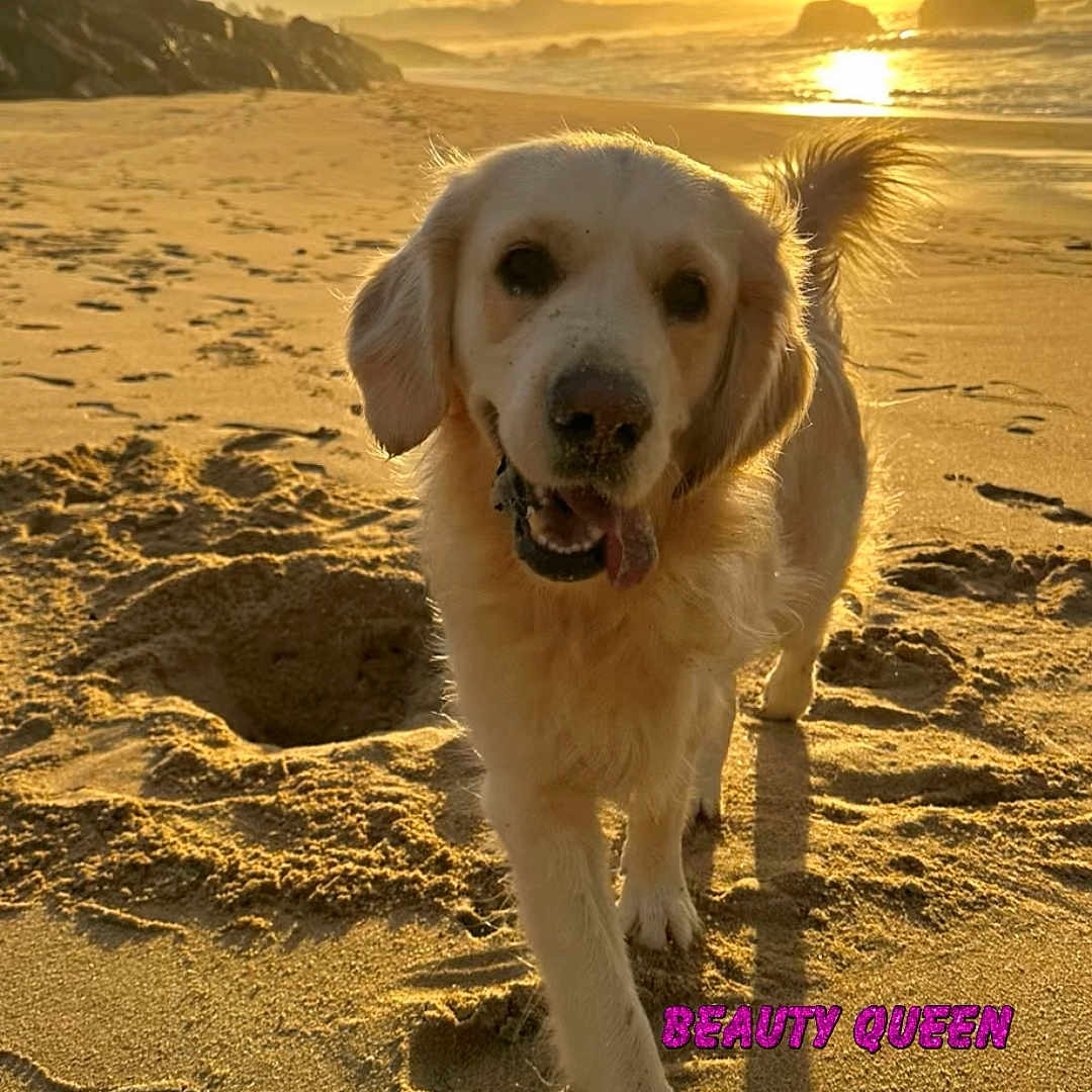 Budgie participe au concours pour gagner de l'argent avec cette photo : animal, beach, clouds, dog, footprints, golden_retriever, happy, hole, nature, outdoor, pet, sand, sky, sun, sunset, tail, tongue_out, walking, water, waves