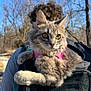 Junobug is registered to the contest to win money with this photo: cat, feline, gray_cat, fur, yellow_eyes, whiskers, pink_harness, backpack, person, curly_hair, outdoor, trees, blue_sky, portrait, close_up, paws, sunlight, trail, nature, park
