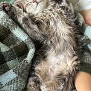 Junobug joined the competition — help win amazing prizes! cat, kitten, sleeping, fluffy_fur, paws, whiskers, blanket, sweater, person, arm, chin, cozy, indoor, bed, cushion, closeup, portrait, relaxed, plaid, soft_lighting