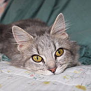 Junobug joined the competition — help win amazing prizes! cat, feline, pet, bed, bedding, blanket, quilt, floral_pattern, yellow_eyes, gray_fur, whiskers, ears, close_up, portrait, indoor, resting, cozy, soft_fur, nose, eye_contact