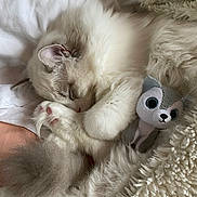 Charlie a rejoint le concours — aidez-le/la à gagner de superbes lots ! cat, sleeping, fluffy, plush_toy, blanket, cozy, cute, pet, fur, resting, indoor, soft, animal, domestic, white, gray, pink_paw, closeup, relaxing, comfort