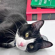 Nova is registered to the contest to win money with this photo: cat, black_and_white, pet, animal, close_up, yellow_eyes, whiskers, pink_nose, books, law_books, text, white_background, beaded_bracelet, indoor, resting, curious, feline, portrait, domestic_cat, laying_down