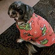 Princess is registered to the contest to win money with this photo: dog, pet, indoor, carpet, clothing, holiday, grinch, patterned, small_dog, furry, sitting, looking_up, cozy, cute, animal, fur, domestic_animal, wearing_sweater, brown, black