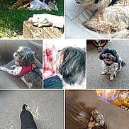 Princess is registered to the contest to win money with this photo: animal, black_and_white, brown_dog, car_seat, chalk, collage, couch, dog, dogs, grass, happy, indoor, leash, outdoor, pavement, pet, resting, sitting, small_dog, toy