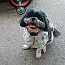 Princess joined the competition — help win amazing prizes! dog, small_dog, black_and_white, sitting, happy, tongue_out, outdoor, concrete, bicycle, wheel, pet, collar, animal, cute, playful, fur, tail, smiling, daylight, background