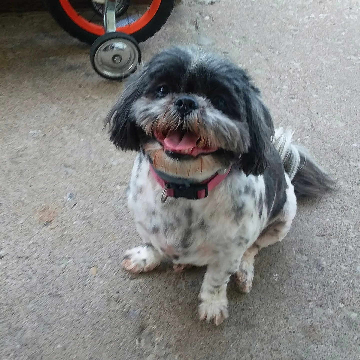 Princess joined the competition — help win amazing prizes! animal, background, bicycle, black_and_white, collar, concrete, cute, daylight, dog, fur, happy, outdoor, pet, playful, sitting, small_dog, smiling, tail, tongue_out, wheel