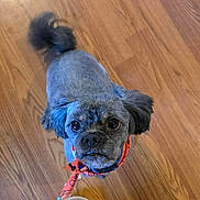 George is registered to the contest to win money with this photo: animal, bandana, canine, collar, companion, cute, dog, domestic_animal, ears, floor, fur, gray, indoor, looking_up, orange, pet, portrait, small_dog, tail, wooden_floor