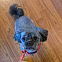 animal, bandana, canine, collar, companion, cute, dog, domestic_animal, ears, floor, fur, gray, indoor, looking_up, orange, pet, portrait, small_dog, tail, wooden_floor
