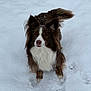 dog, border_collie, snow, winter, pet, fur, portrait, outdoors, paws, ears, whiskers, nose, white_chest, brown_fur, looking_up, snowflakes, paw_prints, shallow_depth_of_field, attentive, cute