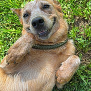 Chili is registered to the contest to win money with this photo: dog, grass, outdoor, pet, paw, collar, nose, close_up, portrait, happy, playful, lying_on_back, fur, brown_fur, short_hair, smile, teeth, ears, clover, sunlight