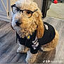 accessory, adorable, animal, black_hoodie, canine, curly_fur, cute, dog, domestic_animal, floor, fur, glasses, home, indoor, looking, pet, portrait, sitting, wearing, wooden_floor