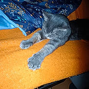 Ninounette participe au concours pour gagner de l'argent avec cette photo : animal, bedding, blue_quilt, cat, cozy, cute, domestic_cat, feline, fur, gray_cat, home, indoor, mammal, orange_blanket, paw, pet, relaxed, resting, sleepy, stretching