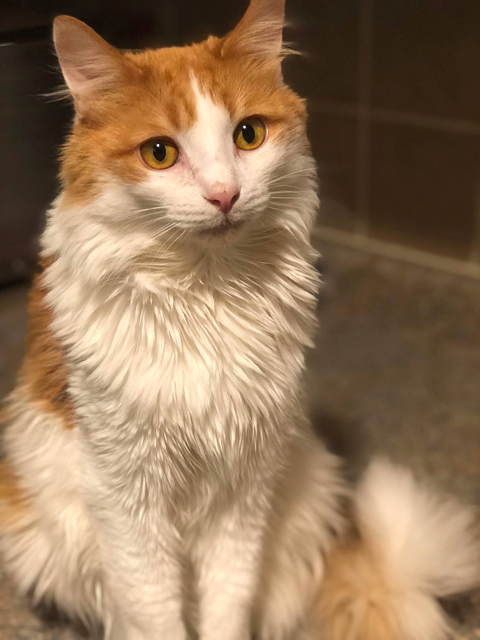 Jeffery is registered to the contest to win money with this photo: carnivore, cat, domestic_short_haired_cat, event, eye, fawn, felidae, fur, iris, small_to_medium_sized_cats, snout, tail, terrestrial_animal, whiskers, window