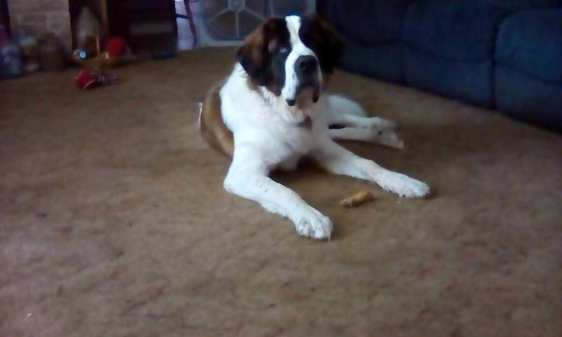 Grizzly joined the competition — help win amazing prizes! carnivore, companion_dog, couch, dog, dog_breed, fawn, floor, flooring, hardwood, moscow_watchdog, paw, sleeper_chair, st_bernard, studio_couch, tail, wood, working_animal, working_dog