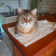 Grisette participe au concours pour gagner de l'argent avec cette photo : cat, tabby_cat, green_eyes, pet, animal, indoor, kitchen, wooden_counter, cloth, table, tile_floor, sink, refrigerator, potted_plant, flower_pot, houseplant, domestic, feline, fur, close_up