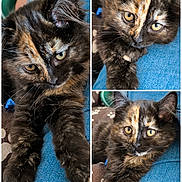 Lasai a rejoint le concours — aidez-le/la à gagner de superbes lots ! kitten, cat, tortoiseshell, fur, eyes, paws, denim, jeans, closeup, collage, pet, cute, animal, feline, indoor, resting, young, mischievous, fluffy, portrait