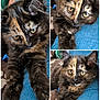 kitten, cat, tortoiseshell, fur, eyes, paws, denim, jeans, closeup, collage, pet, cute, animal, feline, indoor, resting, young, mischievous, fluffy, portrait