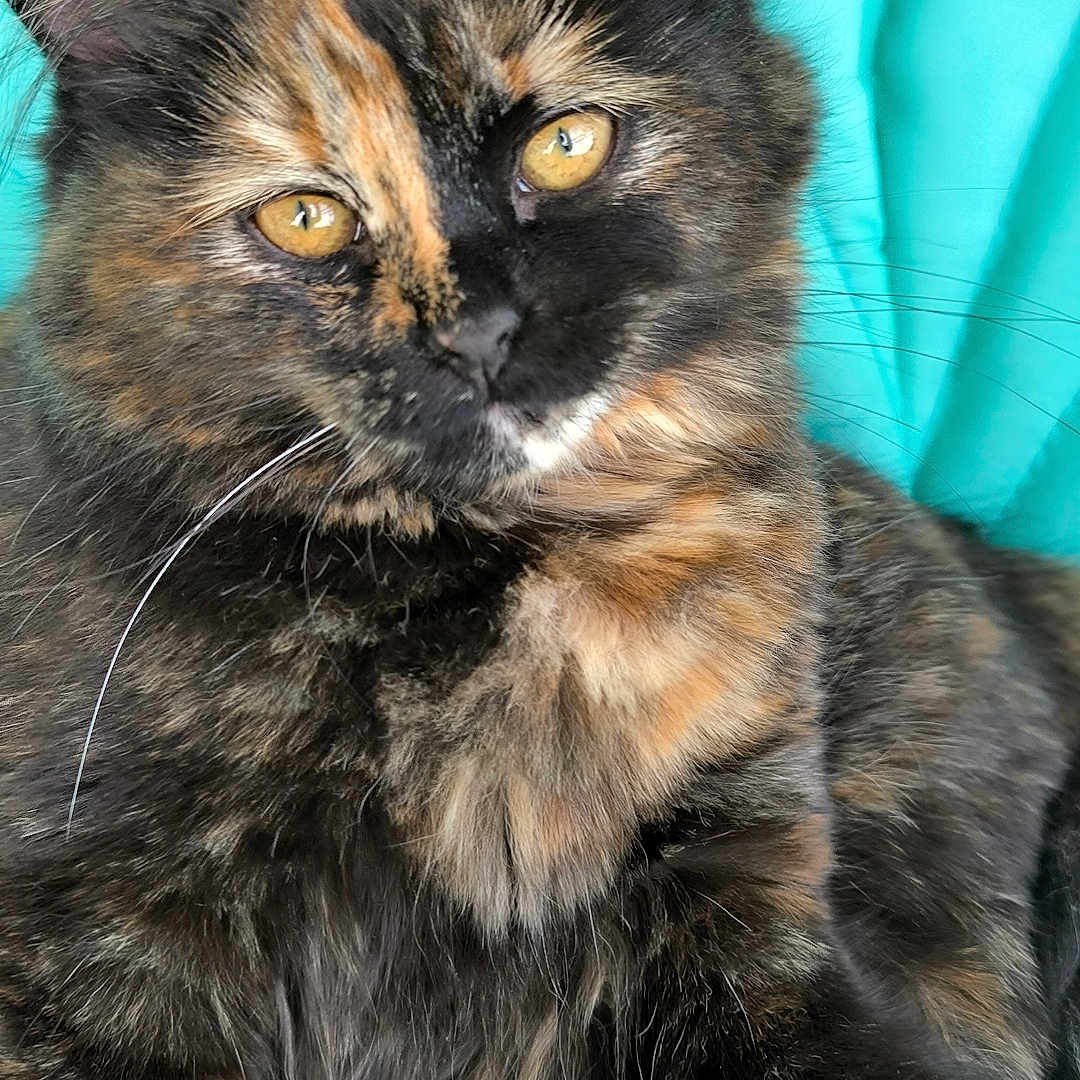 Lasai a rejoint le concours — aidez-le/la à gagner de superbes lots ! animal, cat, closeup, cute, domestic, ears, eyes, feline, fluffy, fur, indoor, laying, mammal, pet, portrait, relaxed, soft, tortoiseshell, turquoise, whiskers