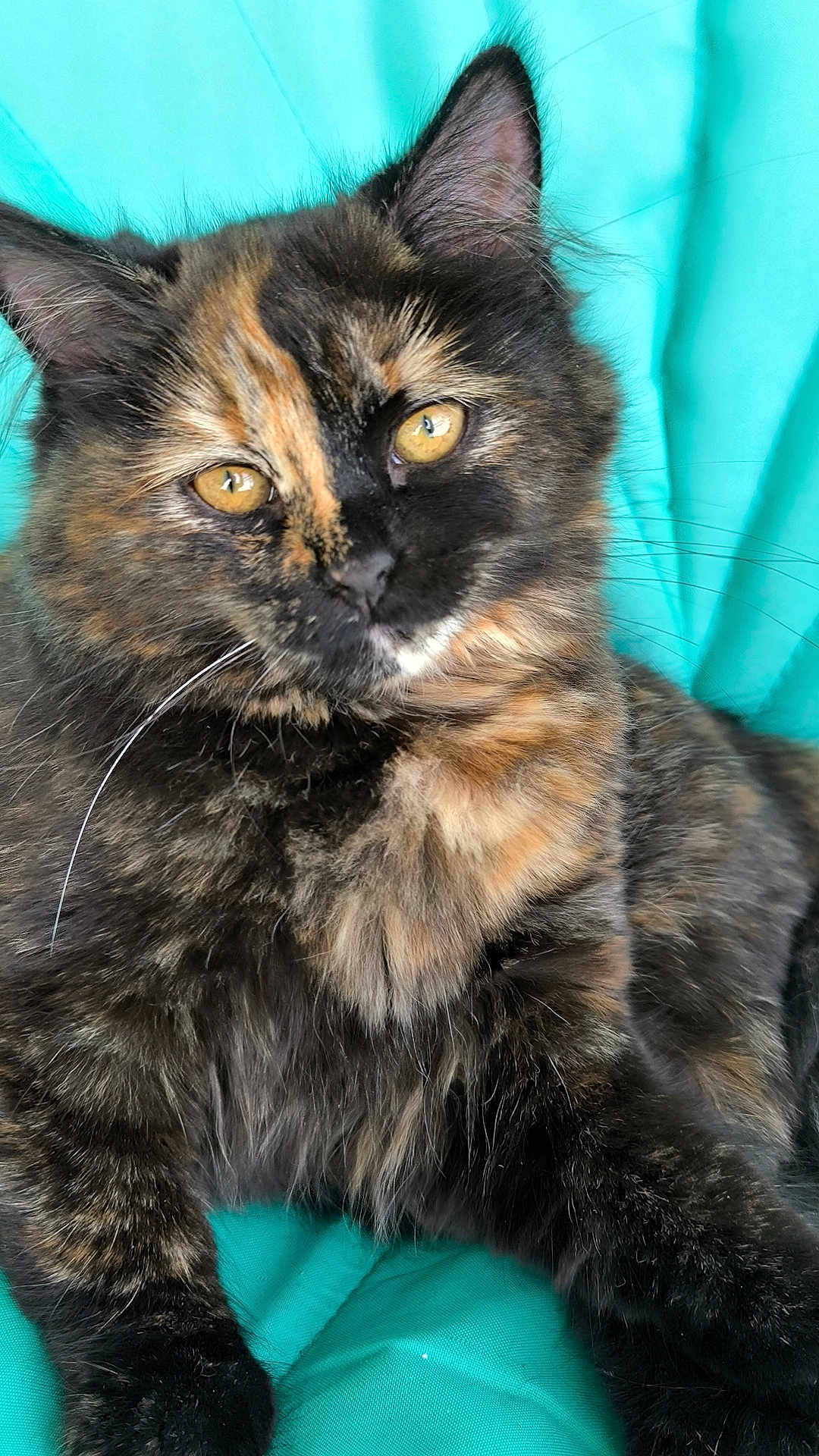 Lasai a rejoint le concours — aidez-le/la à gagner de superbes lots ! cat, tortoiseshell, feline, pet, animal, fur, whiskers, ears, eyes, laying, turquoise, closeup, portrait, cute, domestic, mammal, relaxed, soft, fluffy, indoor