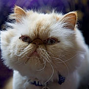 Apollo is registered to the contest to win money with this photo: cat, fluffy, cream_colored, close_up, whiskers, pet, indoor, feline, animal, portrait, face, fur, grumpy, domestic_cat, mammal, cute, soft, collar, blue, expression
