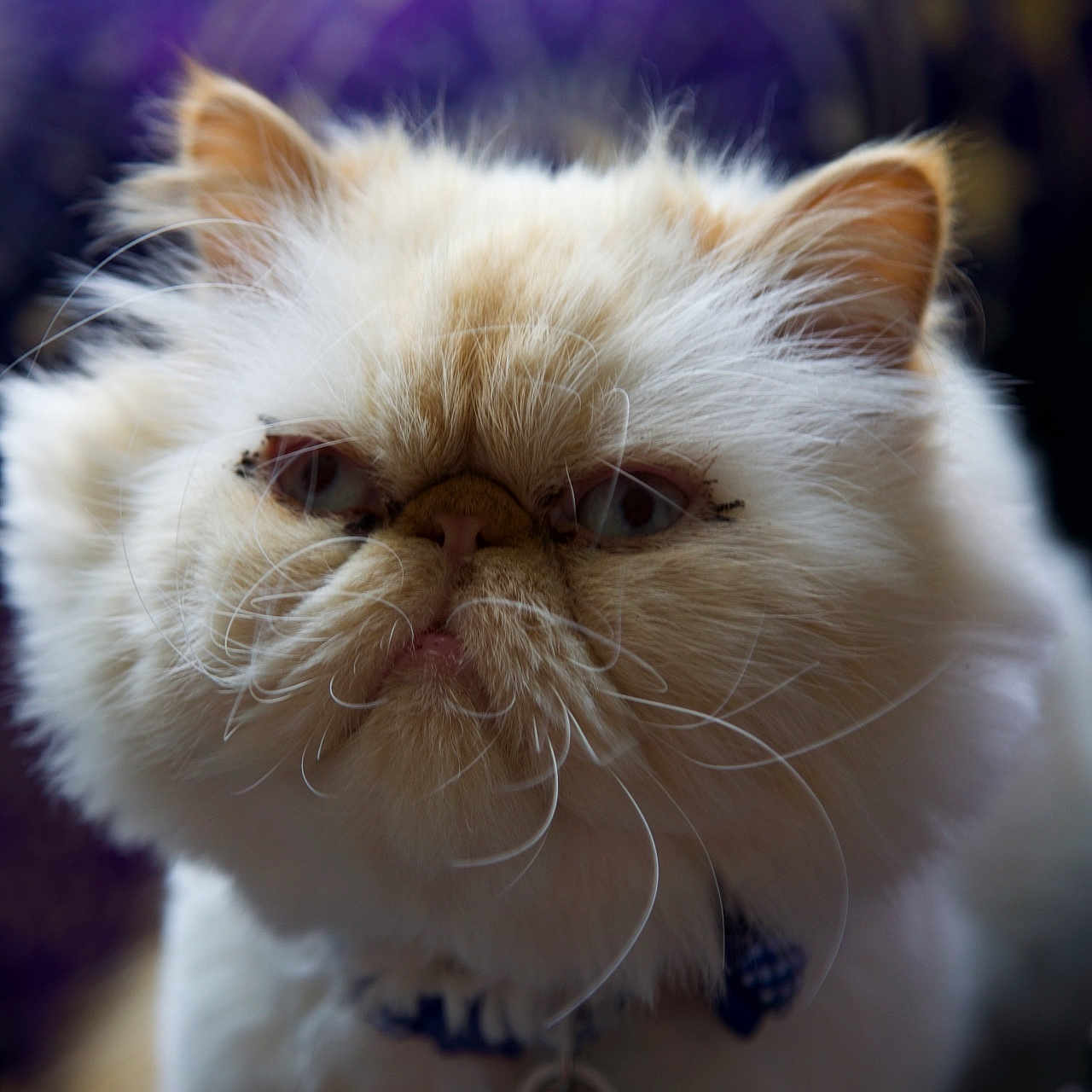 Apollo is registered to the contest to win money with this photo: animal, blue, cat, close_up, collar, cream_colored, cute, domestic_cat, expression, face, feline, fluffy, fur, grumpy, indoor, mammal, pet, portrait, soft, whiskers