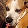 Suzy Smith is registered to the contest to win money with this photo: dog, close_up, sleeping, tongue_out, resting, face, pet, animal, brown, white, fur, cute, cozy, indoor, portrait, snout, nose, eyelids, relaxation, companion