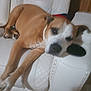 Suzy Smith is registered to the contest to win money with this photo: dog, brown_and_white, pet, laying_down, chair, furniture, indoor, resting, canine, relaxed, white_cushion, paw, ears, snout, animal, domestic, companion, cute, lazy, sleepy