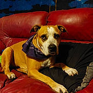 Suzy Smith joined the competition — help win amazing prizes! dog, bandana, couch, red_leather, indoor, pet, animal, relaxed, brown_fur, white_fur, pillow, home, comfort, resting, furniture, canine, looking, ears, paw, living_room