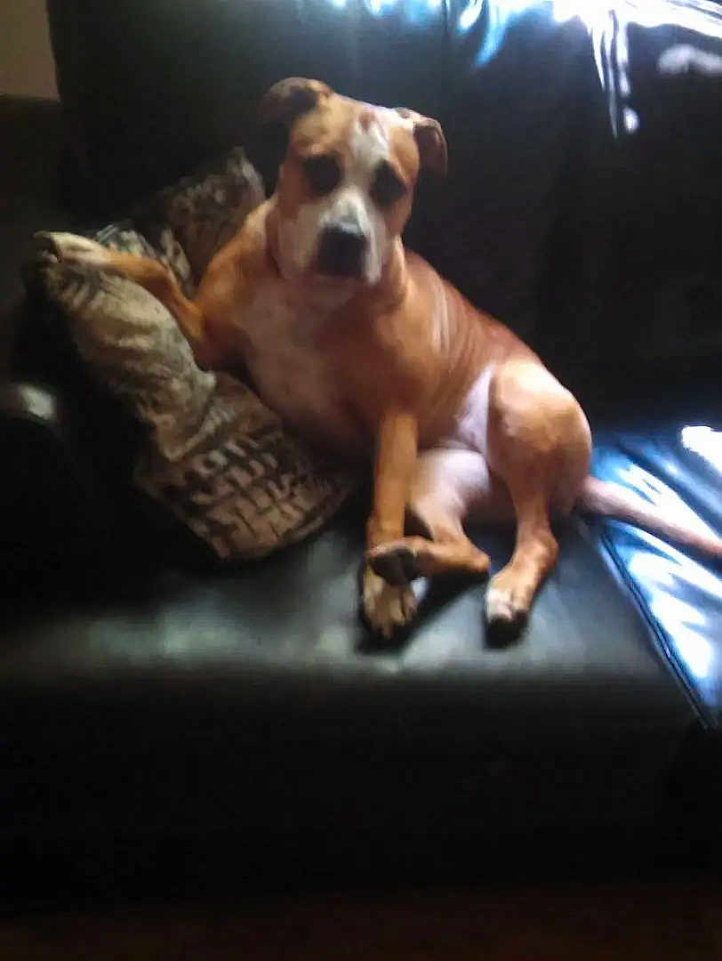 Suzy Smith is registered to the contest to win money with this photo: dog, couch, pillow, indoor, pet, leather, relaxed, brown_dog, light, shadow, animal, furniture, seated, resting, domestic_animal, canine, living_room, comfort, companion, home