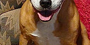 Suzy Smith joined the competition — help win amazing prizes! dog, smiling, pet, indoor, couch, brown_and_white, happy, sitting, face, animal, canine, fur, ears, tongue, friendly, domestic, companion, cozy, home, portrait