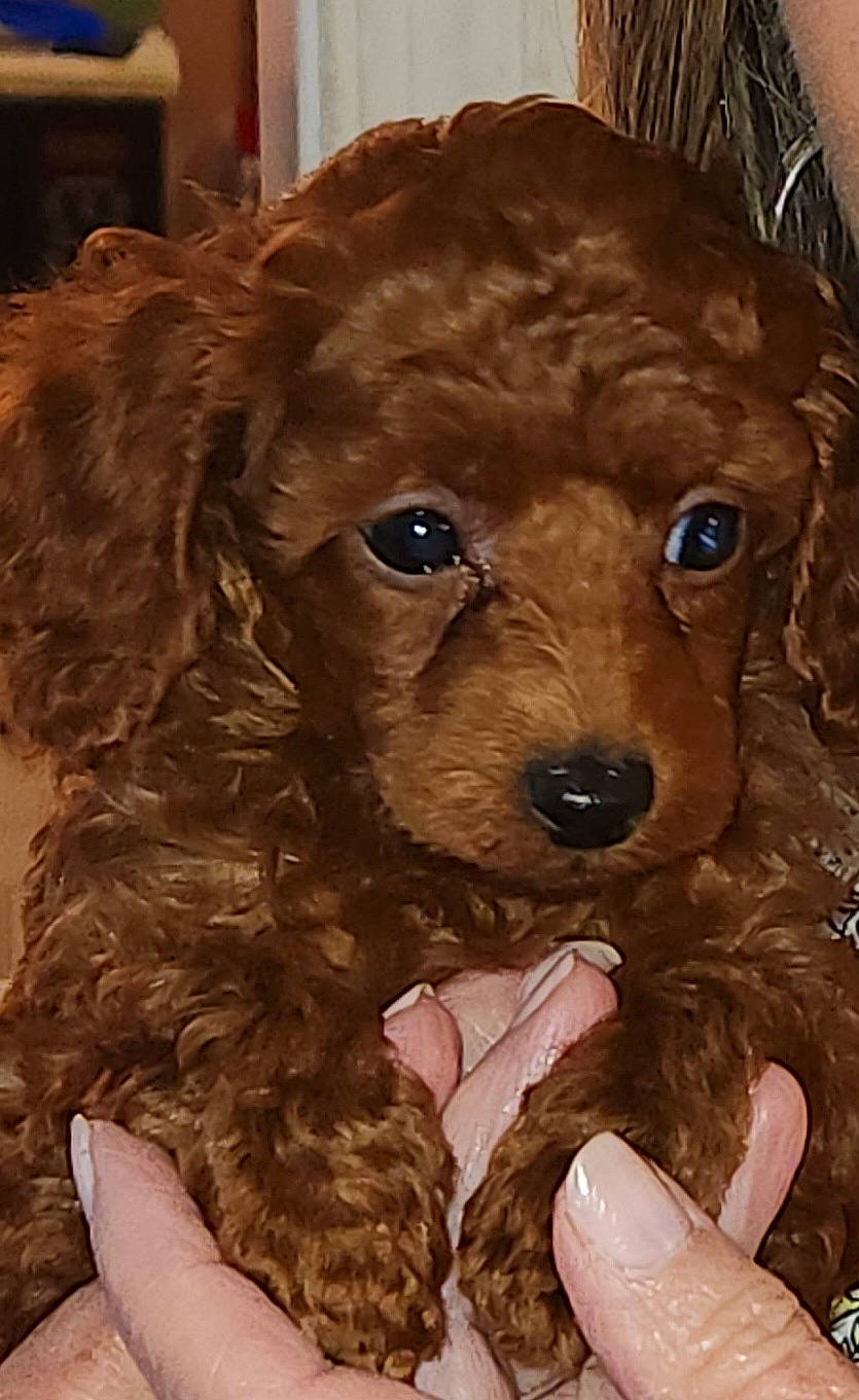 Rusty Collins is registered to the contest to win money with this photo: brown, canidae, carnivore, companion_dog, dog, dog_breed, dog_supply, fur, labradoodle, liver, maltepoo, non_sporting_group, pet_supply, ringlet, sporting_group, toy_dog, water_dog, working_animal, yorkipoo