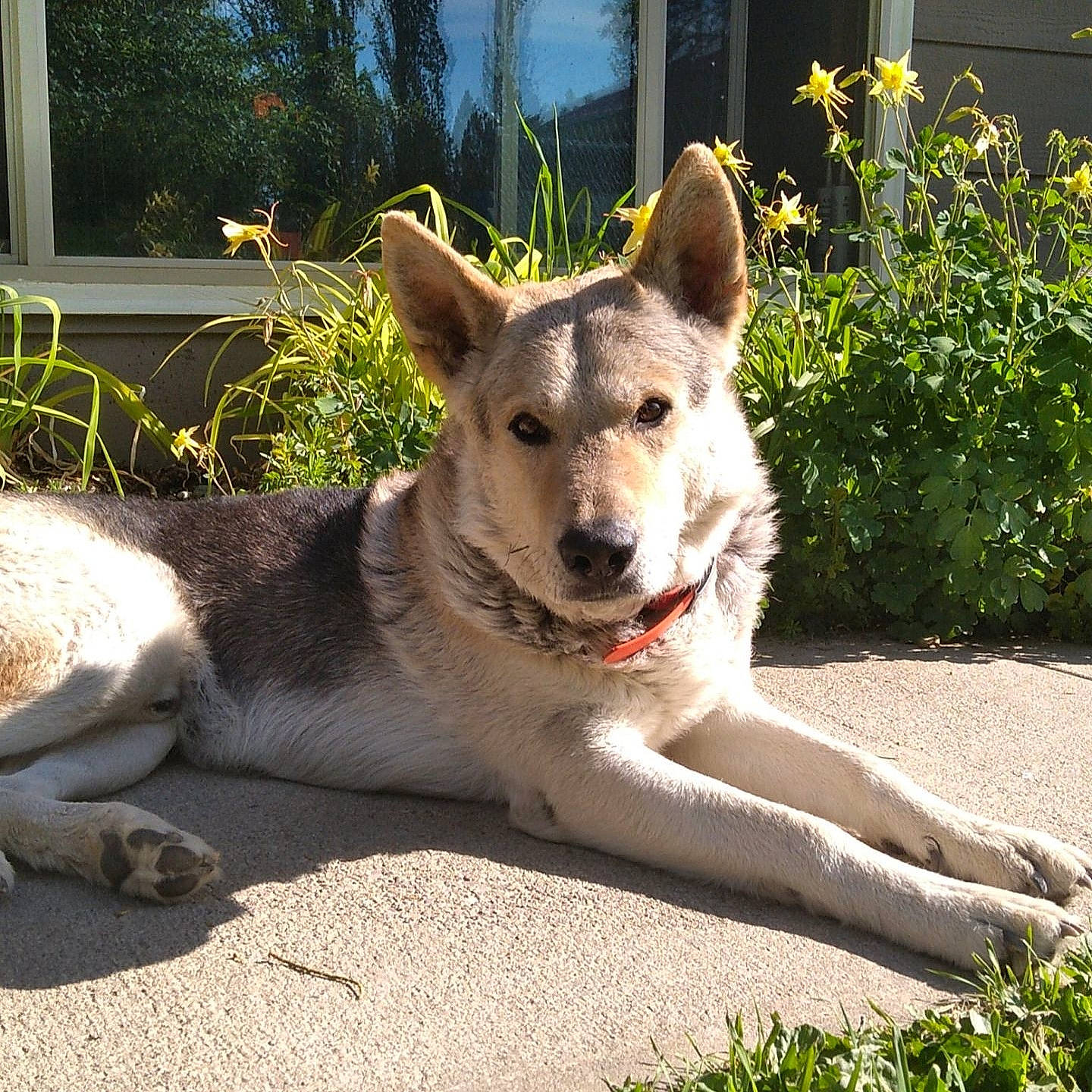 Ridge is registered to the contest to win money with this photo: ancient_dog_breeds, canidae, carnivore, companion_dog, dog, dog_breed, fawn, foot, grass, herding_dog, plant, snout, sporting_group, street_dog, tail, terrestrial_animal, whiskers, window, working_animal, working_dog