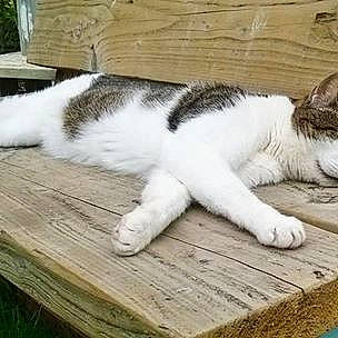 Popps is registered to the contest to win money with this photo: carnivore, cat, claw, comfort, domestic_short_haired_cat, felidae, flooring, foot, fur, grass, hardwood, paw, plank, small_to_medium_sized_cats, snout, table, tail, terrestrial_animal, whiskers, wood