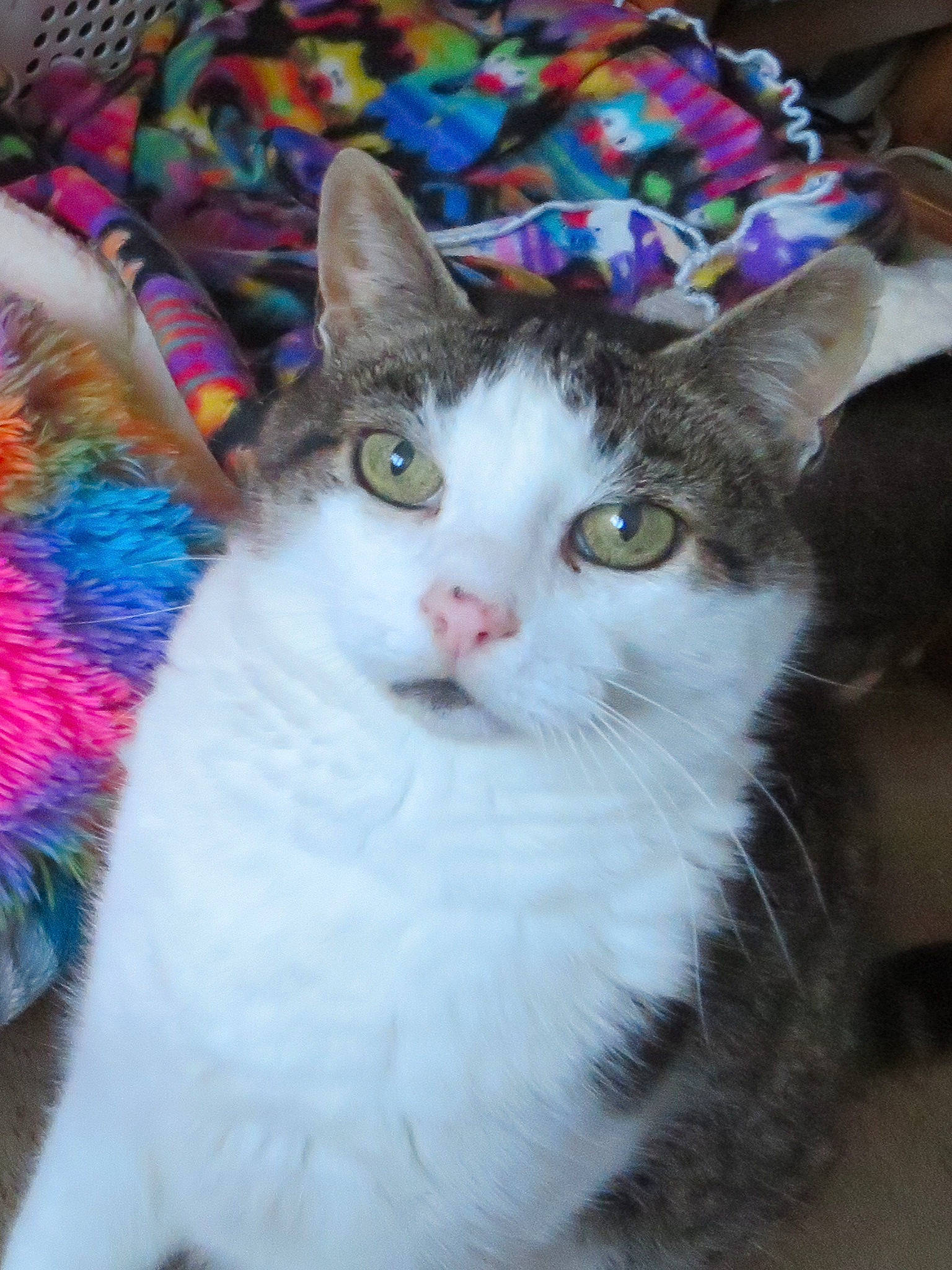 Popps joined the competition — help win amazing prizes! art, carnivore, cat, domestic_short_haired_cat, door, eye, fashion_accessory, fawn, felidae, fur, head, iris, magenta, paw, plant, small_to_medium_sized_cats, snout, tail, tree, whiskers