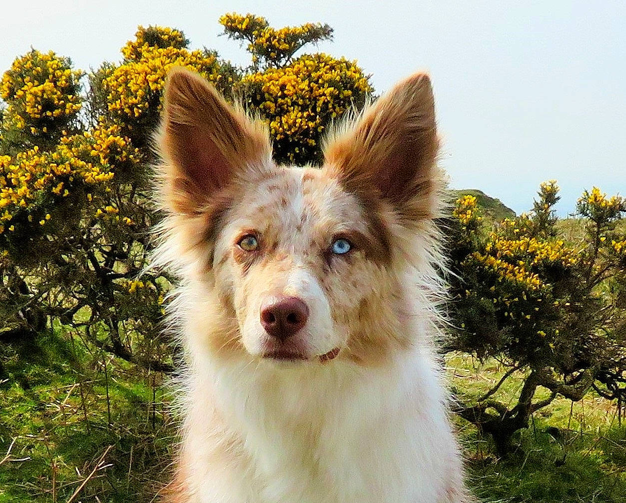 Luna is registered to the contest to win money with this photo: canidae, carnivore, companion_dog, dog, dog_breed, fawn, flower, fur, grass, herding_dog, plant, sky, snout, sporting_group, terrestrial_animal, tree, whiskers, wildlife, working_animal, working_dog