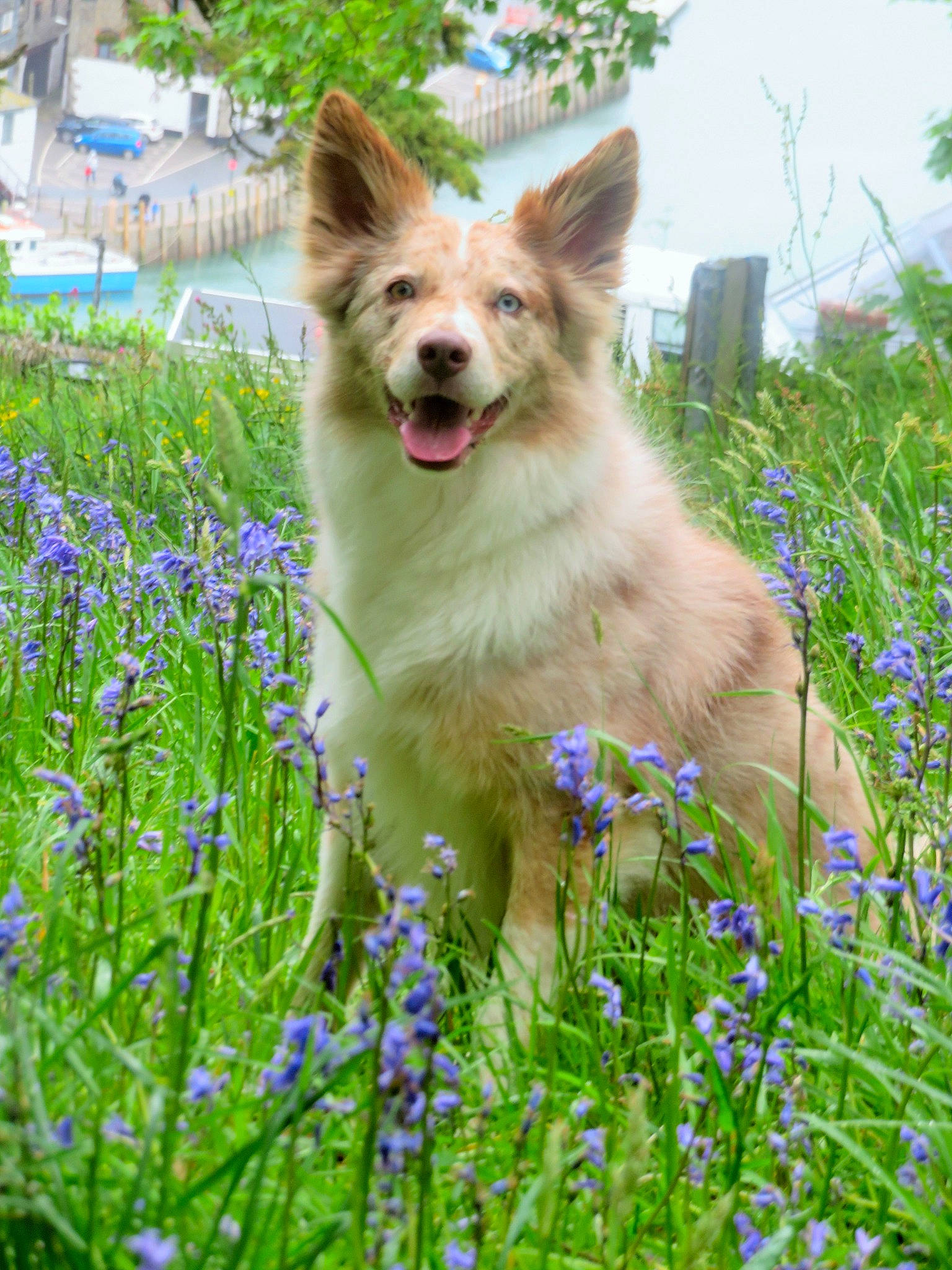Luna joined the competition — help win amazing prizes! carnivore, collar, companion_dog, dog, dog_breed, electric_blue, fawn, flower, flowering_plant, garden, grass, groundcover, herbaceous_plant, people_in_nature, plant, prairie, sky, tail, whiskers, wildflower