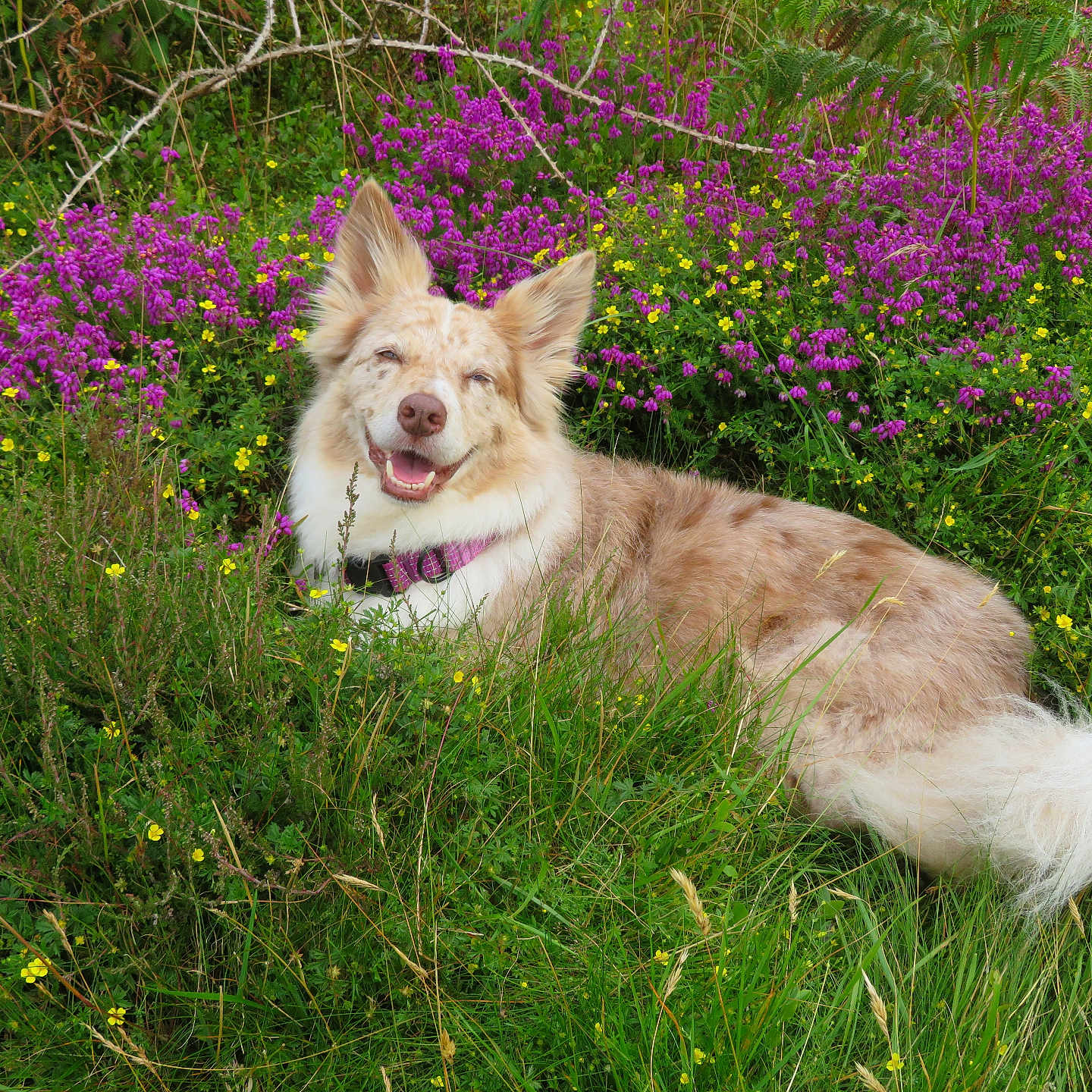 Luna is registered to the contest to win money with this photo: animal, canine, collie, countryside, dog, field, flower, geranium, grass, grassland, herbal, herbs, meadow, nature, outdoors, pet, plant, purple, rural, vegetation
