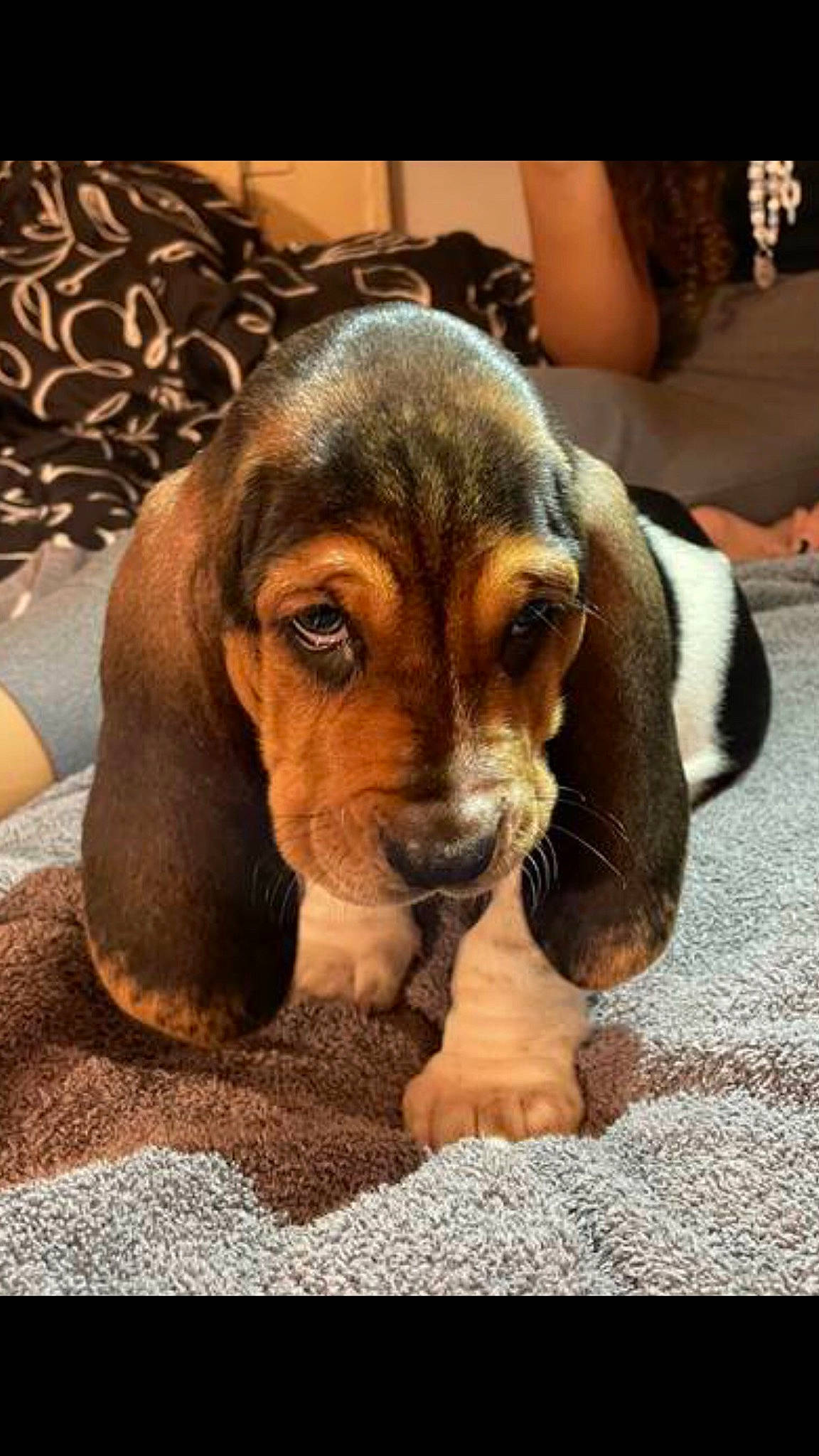 Billie Jean is registered to the contest to win money with this photo: basset_hound, beagle, canidae, carnivore, comfort, companion_dog, dog, dog_breed, fawn, fur, hound, liver, puppy_love, scent_hound, snout, sporting_group, terrestrial_animal, whiskers, wood, working_animal