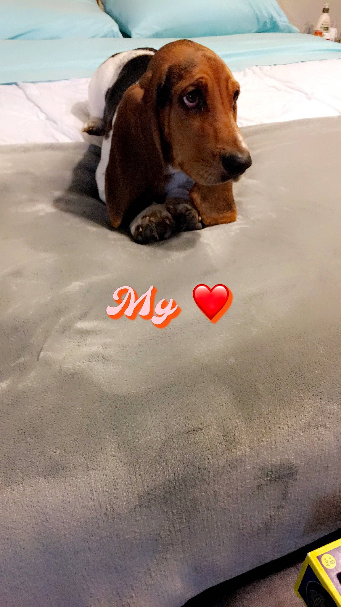 Billie Jean is registered to the contest to win money with this photo: advertising, brown, canidae, carnivore, companion_dog, dog, dog_breed, dog_supply, fawn, flooring, fur, liver, paw, pet_supply, photo_caption, snout, sporting_group, toy, working_animal