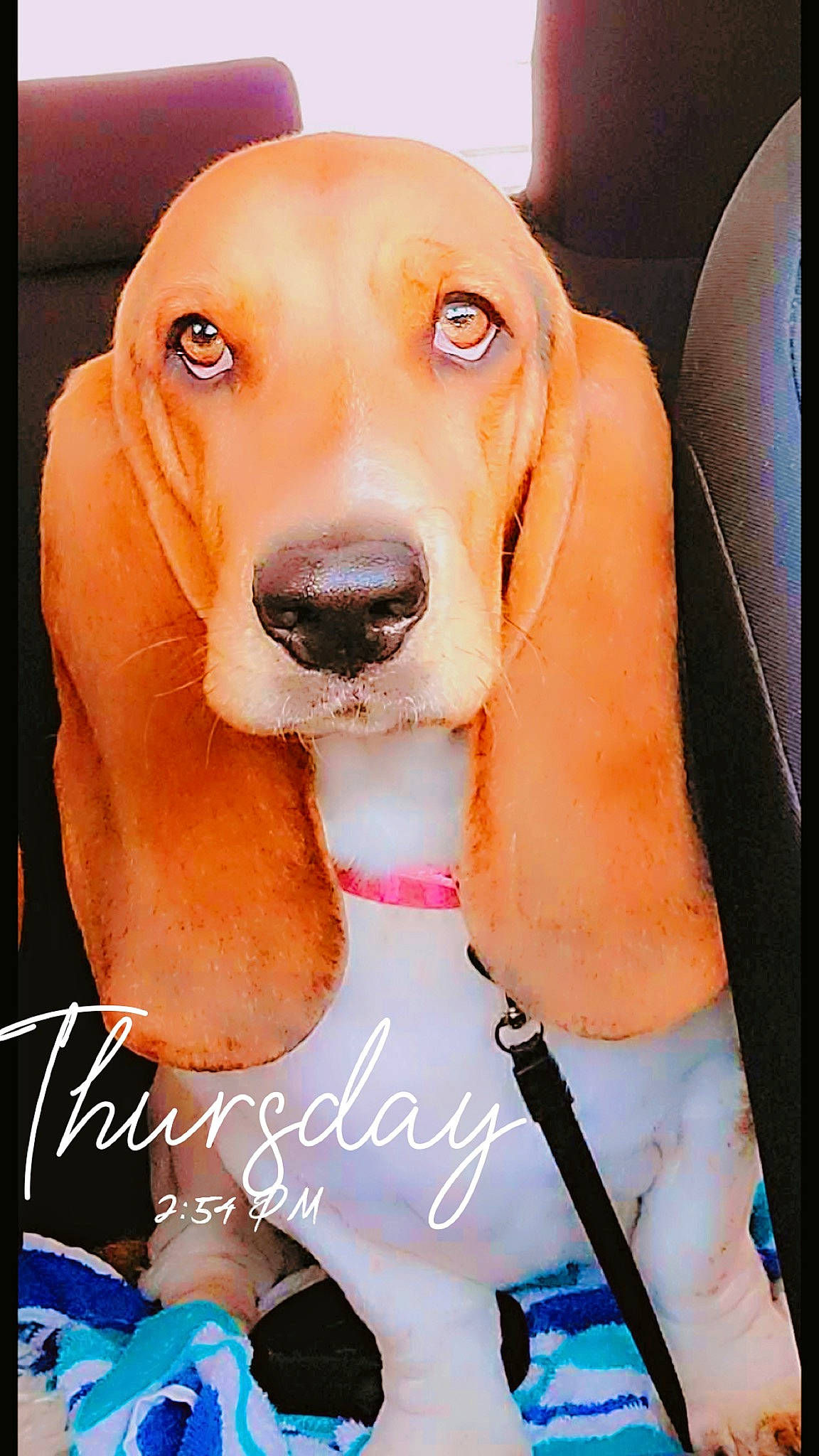 Billie Jean joined the competition — help win amazing prizes! canidae, car_seat_cover, carnivore, collar, companion_dog, dog, dog_breed, dog_collar, dog_supply, fawn, fur, hound, liver, paw, pet_supply, snout, sporting_group, thigh, whiskers, working_animal