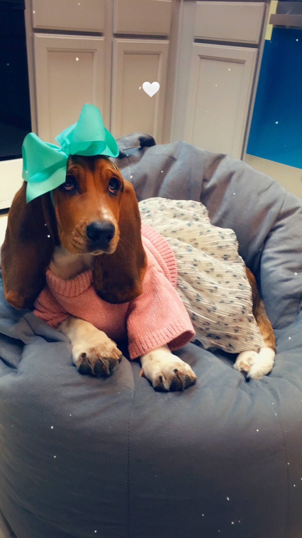 Billie Jean is registered to the contest to win money with this photo: basset_hound, canidae, carnivore, comfort, companion_dog, couch, dog, dog_breed, dog_clothes, dog_supply, fawn, fur, hound, pet_supply, scent_hound, sitting, snout, sporting_group, tennis_ball, working_animal