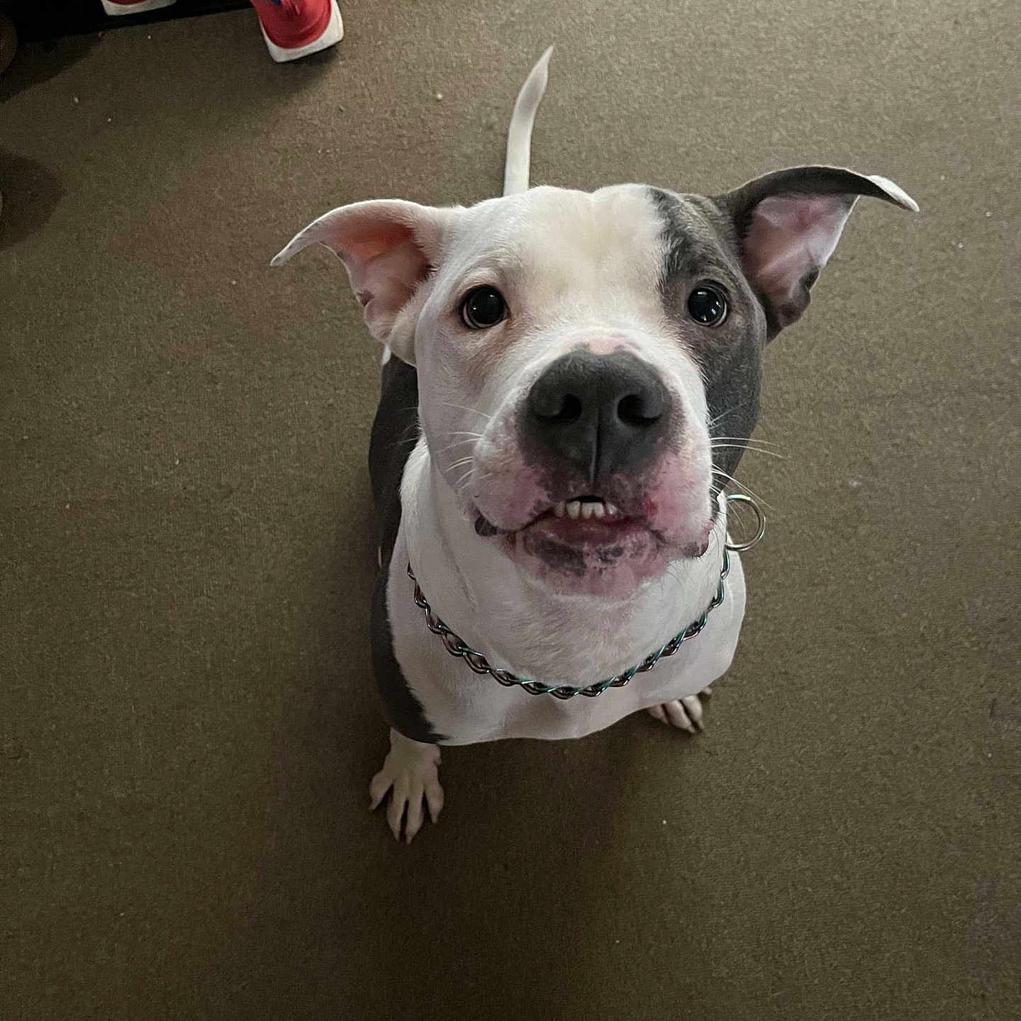 Prince joined the competition — help win amazing prizes! animal, ball, boxer, bulldog, canine, clothing, dog, face, footwear, frenchbulldog, head, person, pet, photography, pitbull, puppy, shoe, sport, tennis, tennisball