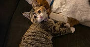 Angel is registered to the contest to win money with this photo: animal, architecture, building, canine, cat, chair, couch, cushion, dog, furniture, homedecor, indoors, kitten, livingroom, manx, person, pet, puppy, room, sleeping