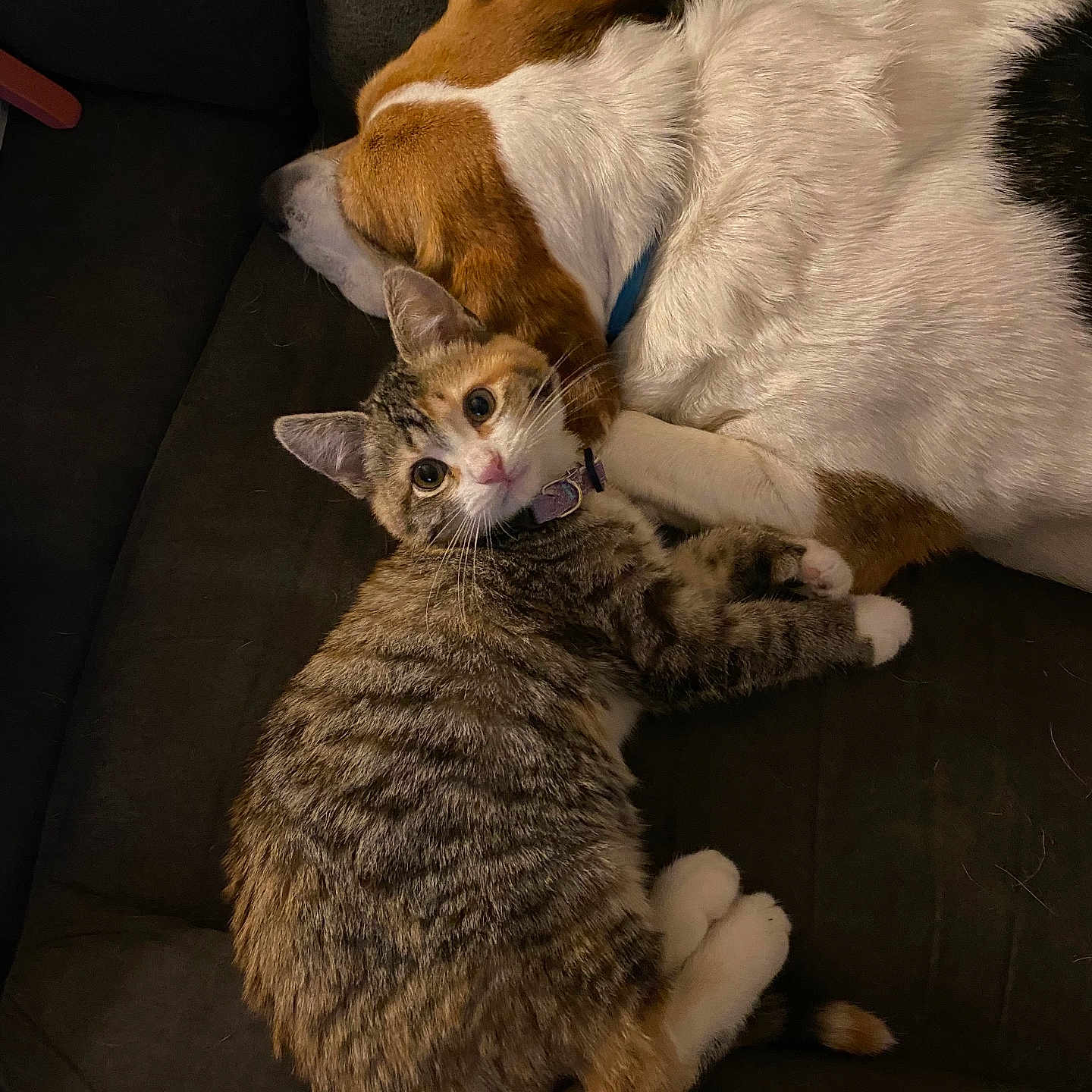 Angel is registered to the contest to win money with this photo: animal, architecture, building, canine, cat, chair, couch, cushion, dog, furniture, homedecor, indoors, kitten, livingroom, manx, person, pet, puppy, room, sleeping