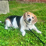 Angel joined the competition — help win amazing prizes! dog, beagle, leash, grass, greenery, outdoor, pet, canine, animal, resting, nature, fence, brick_wall, collar, mammal, cute, domestic_animal, portrait, sunlight, garden