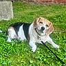 dog, beagle, leash, grass, greenery, outdoor, pet, canine, animal, resting, nature, fence, brick_wall, collar, mammal, cute, domestic_animal, portrait, sunlight, garden