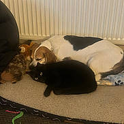 Amah is registered to the contest to win money with this photo: animal, beagle, black_cat, blanket, carpet, cat, companion, cozy, cute, dog, domestic, floor, fur, indoor, pet_bed, plush_toy, radiator, relaxing, resting_cat, sleeping_dog