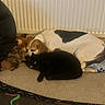 animal, beagle, black_cat, blanket, carpet, cat, companion, cozy, cute, dog, domestic, floor, fur, indoor, pet_bed, plush_toy, radiator, relaxing, resting_cat, sleeping_dog
