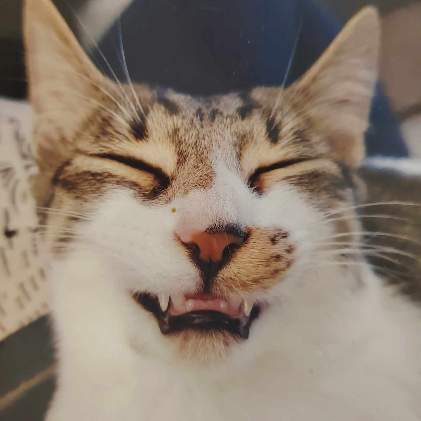 Ramsès a rejoint le concours — aidez-le/la à gagner de superbes lots ! abyssinian, accessories, animal, bodypart, cat, chair, face, furniture, glasses, head, kitten, manx, mouth, person, pet, photography, portrait, sleeping, teeth, tongue